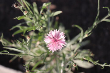 Nondescript pink flower