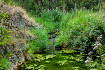 Fototapeta na wymiar Small pond on a forest stream