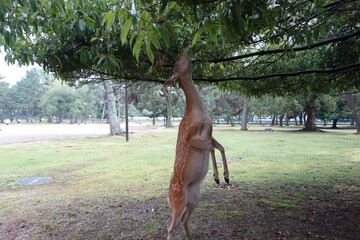 二足歩行で草を食べる奈良公園の鹿