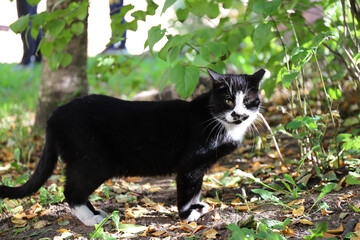 Expressive black wild stray cat walks in the sunny park