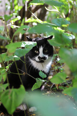 Expressive black wild stray cat hiding in the foliage of a sunny park