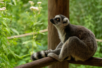 Ring- tailed lemur ( lemur catta) close up. wildlife madagaskar. © Eline