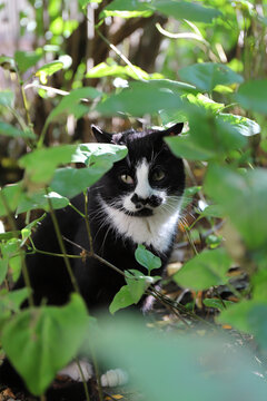 Expressive black wild stray cat hiding in the foliage of a sunny park