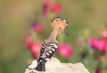 Single and group shots of Amazing Eurasian hoopoe bird (Upupa epops). Birds shot in soft morning light in a natural habitat on a beautiful background.