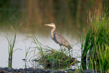 An adult gray heron (Ardea cinerea), photographed in the early morning in soft sunlight, stands in a lake surrounded by green vegetation