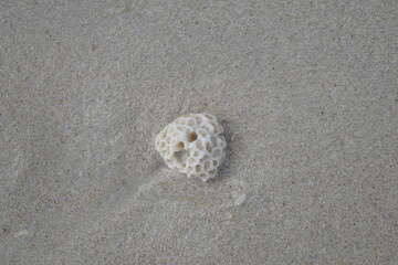 Fototapeta na wymiar Beautiful coral in a exotic tropical beach white sand beautiful sea relax time in Caribbean Cub