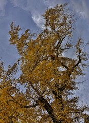branchy ginkgo tree with yellow leaves on a background of blue sky and clouds