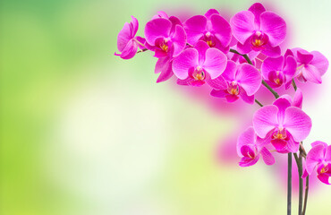 purple orchid branch