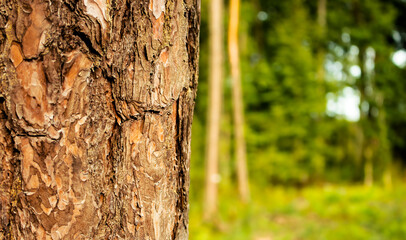 Tree, bark, blur background, forest, nature, banner
