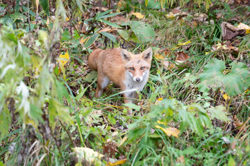Naklejka na ściany i meble wild red fox in autumn, japan3