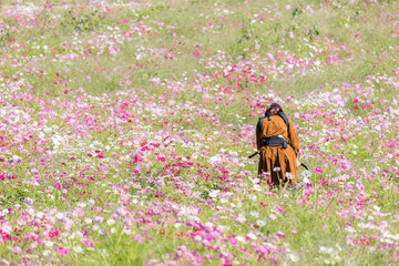子供を連れて秋の満開のコスモスの花を見ている親子の姿