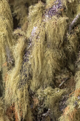 Usnea  Barbata, barbe de Saint-Antoine, plante médicinale, 