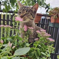 cat on the fence