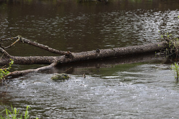 Old wood tree stuck in a small river near forest.