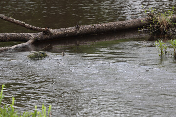 Old wood tree stuck in a small river near forest.