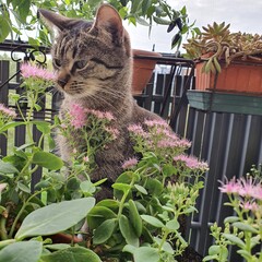 cat in the garden