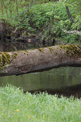 Countryside view of old wood tree fallen over small river.