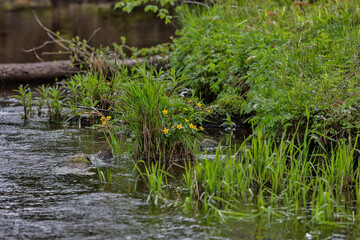 Fototapeta na wymiar Small old river with blooming yellow flowers in spring.