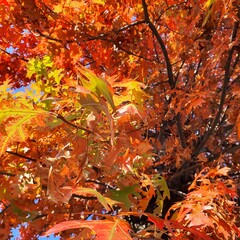autumn leaves background