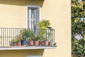 Fototapeta na wymiar balcony with flowers and windows and pigeons