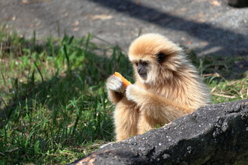 シロテテナガザル　子ども　考える