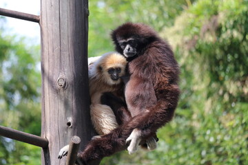 シロテテナガザルの親子　授乳