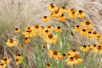 Close up on a field of black eyed susan flowers with upside down petals among waving grass. Rural, dreamy and joyful.