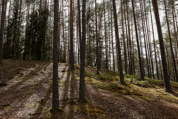 Landscape view of forest and many trees near path.