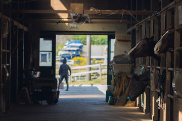 牧場の飼育された馬の姿
