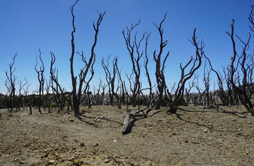 Dead Forest in Papandayan Mountain Garut West Java Indonesia