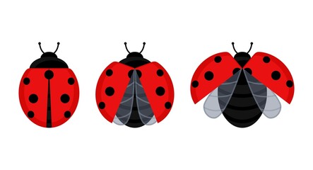 Cute red ladybug beetle insect set on a leaf or flying isolated on white background. Vector illustration