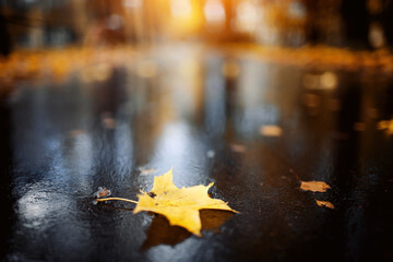 A single yellow maple leaf lies on the wet pavement..