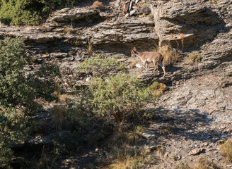 Mountain goat on the side of a Sierra Nevada mountain