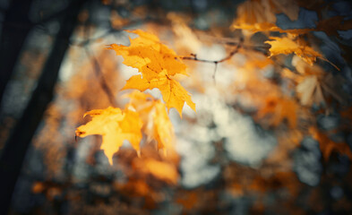 Autumn maple leaves on a branch