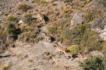 mountain goat on the side of a Sierra Nevada mountain