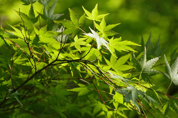初夏の日本楓の風景