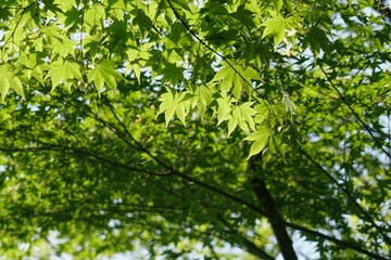 Fototapeta na wymiar 初夏の日本楓の風景