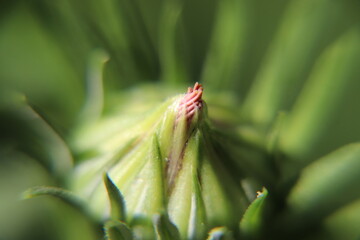 close-up flower bud
