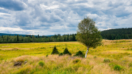 Hala Izerska with single birch tree in the foreground - Izerskie Mountains / Sudetes - Poland