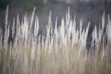 Fototapeta premium Dry autumn grass in the morning. Shaggy dry grass in the morning sun light in autumn forest.