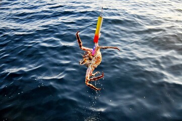 Close up of red king crab fishing in Barents Sea, Big crab pulled from water on fishing line