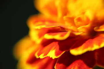 macro of a flower
