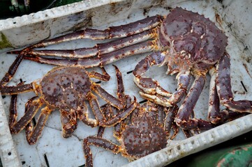Close up of caught fresh red king crabs on fishing boat