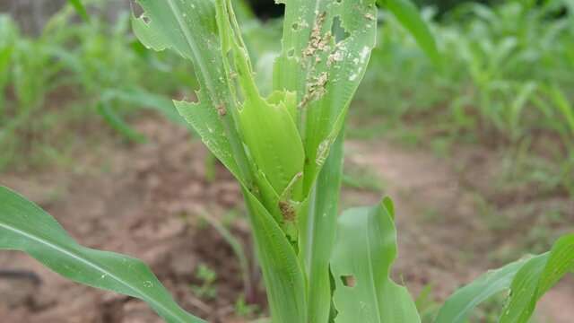 Small corn that has been destroyed or eaten by worms, Corn leaf damage by insect , Organic vegetables.	
