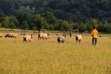 Obraz premium Back-view of a boy walking along with sheep in the pasture, England 