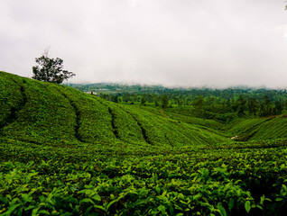 Fototapeta na wymiar Tea Plantation in Wonosobo Central Java Indonesia