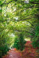 Forest trail fork covered by red autumnal leaves