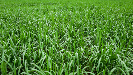 Aerial view of sugarcane plants growing at rural field