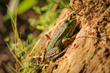 Green Frog is sunning itself on a stump.