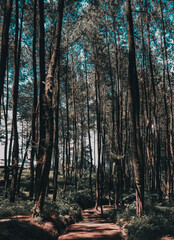 Pines Plantation in Tasikmalaya West Java